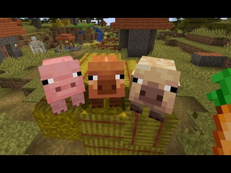 Các biến thể lợn mới trong Minecraft 1.21.60 APK