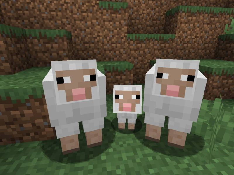 Cừu có nhiều biến thể khác nhau về màu sắc trong Minecraft 1.21.70 APK