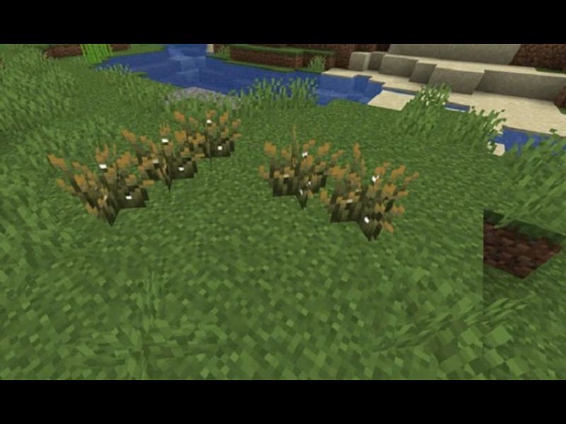 Cây đom đóm trong Minecraft 1.21.72