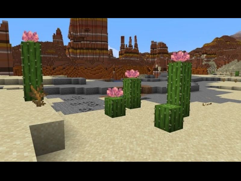 Hoa xương rồng trong Minecraft 1.21.72